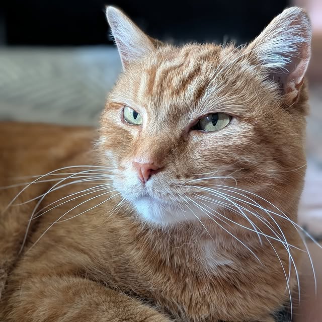 Post by cobblerkittycat