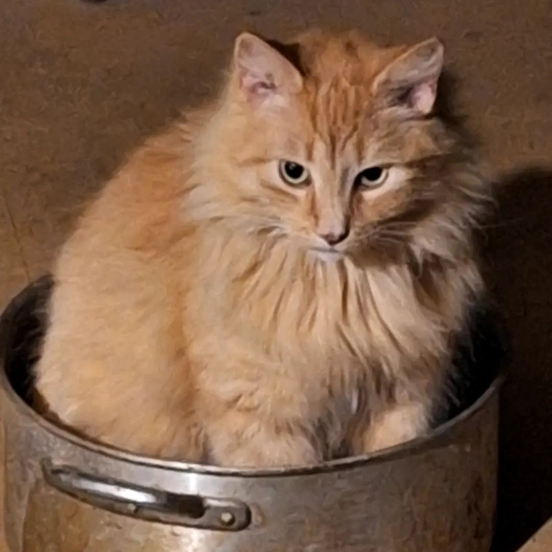 forgottenstranger's profile picture