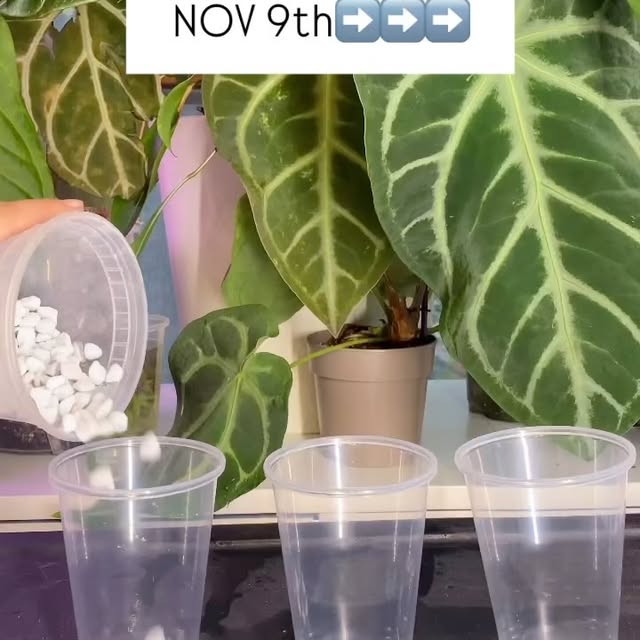 Post by kellylynn.plants