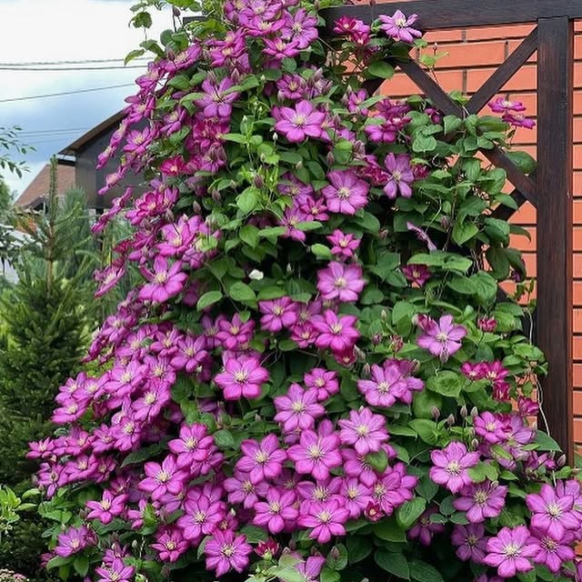 Post by my_flower_blog