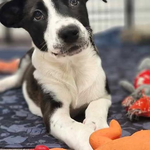 Post by strongheartsdogs