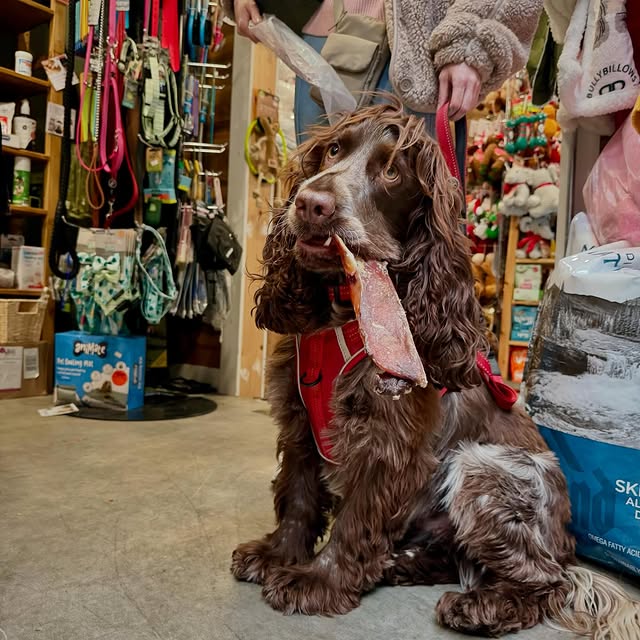Post by purepetsnewport