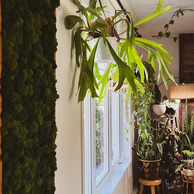 Post by houseofbotanical