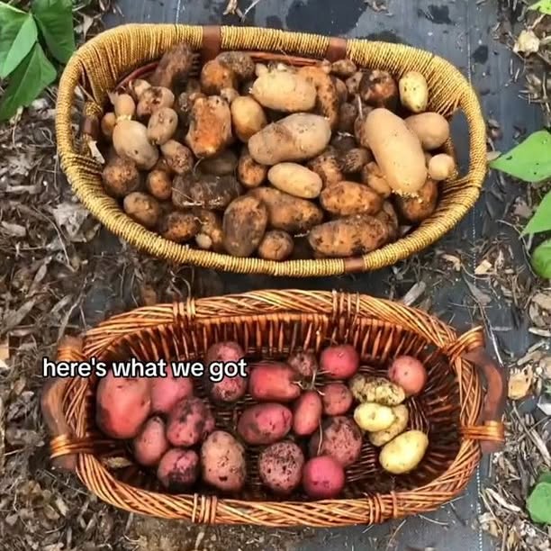 Post by thegoodgarden.co