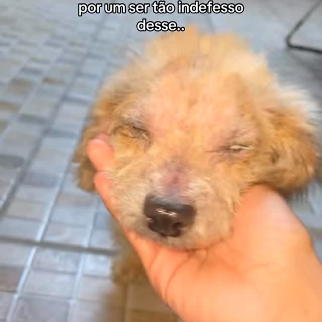 Post by aleatorios_dogs