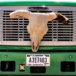 CREWBUGGIES's profile picture