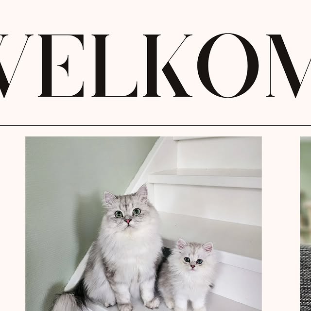 Post by ollie.frenkie