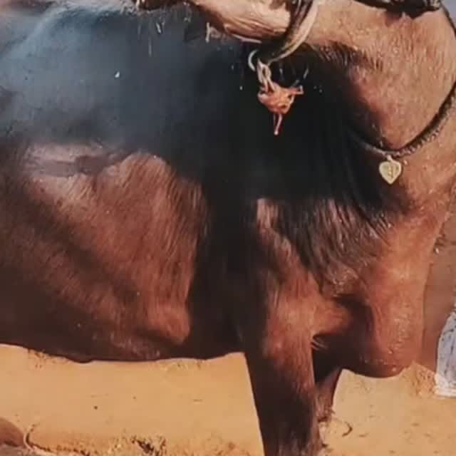 Post by malviya_dairy_farm_143