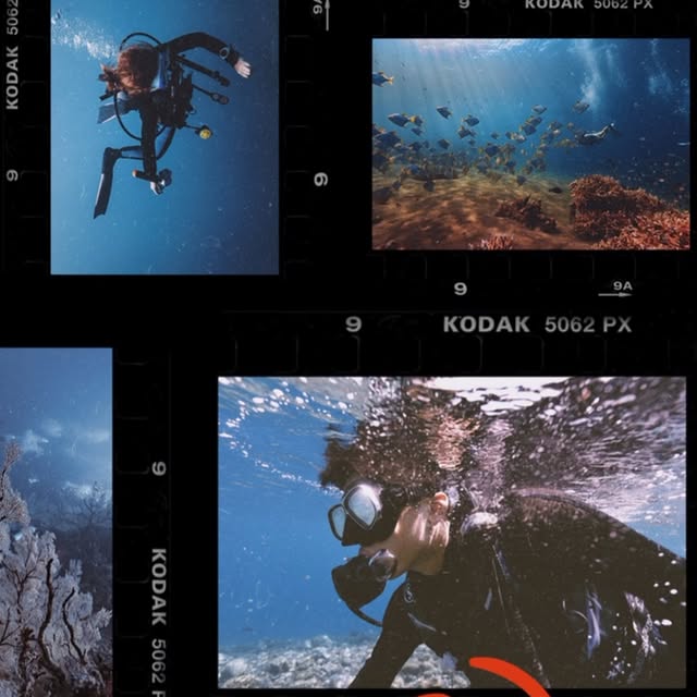 Post by scubadivetrip