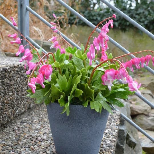 Post by marinaorlova_flowers