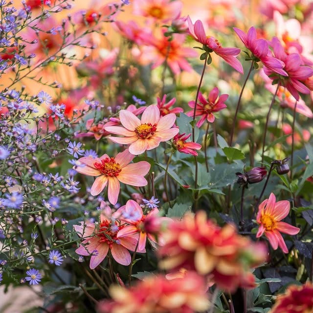 Post by rosannacastrinigardens