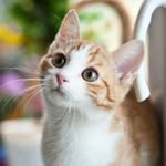 Meow Cats Corner's profile picture