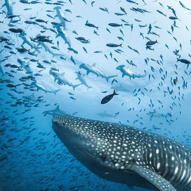 Post by pelayosalinas