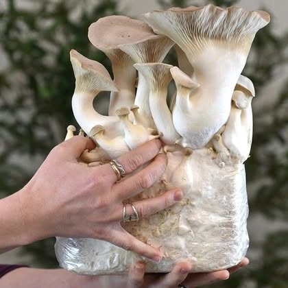 Post by geturbanleaf