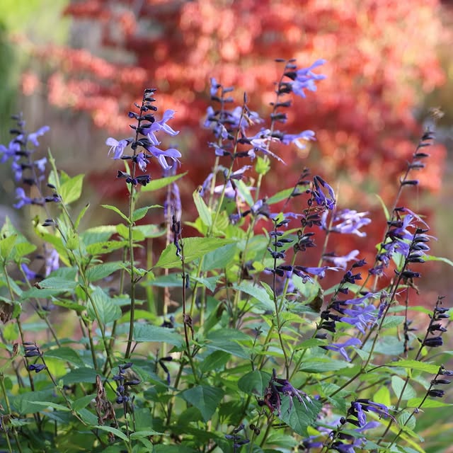 Post by katrins_garten