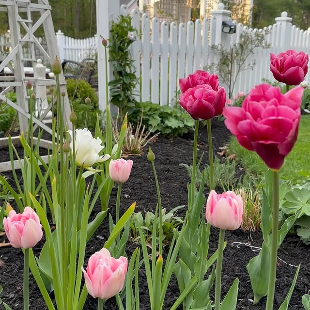 Post by clark.cottage.gardens