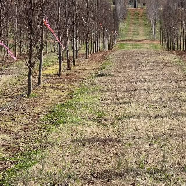 Post by millhousehowell_landscape.co