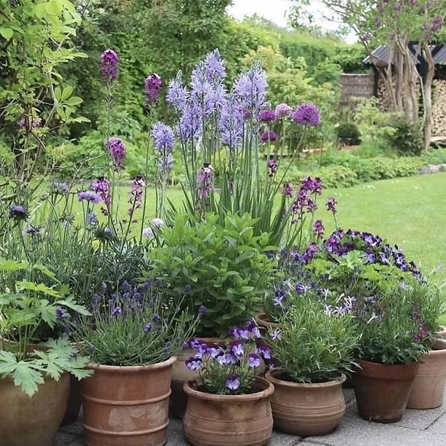 Post by garden_lover_dj