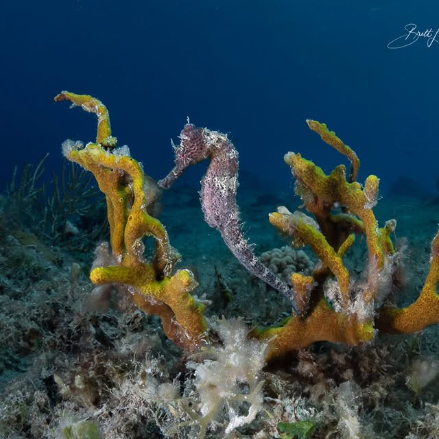 Post by brett_hoelzer