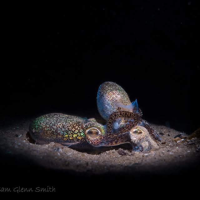 Post by sammyglenn_dives