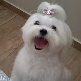 MaltesPrincesaMeg's profile picture