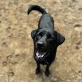 Post by labrador.rescue.australia