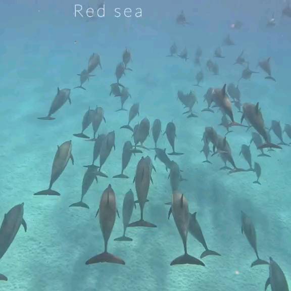 Post by scuba_diving_iglover