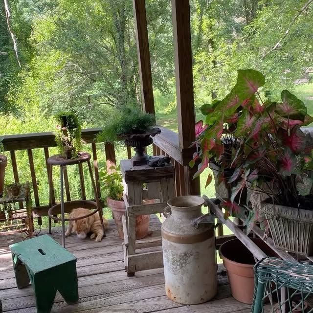 Post by bluewillowhomeandfarm