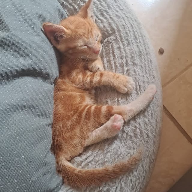 Post by rescatecanalero