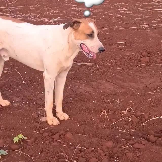 Post by zecadoagro