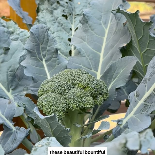 Post by lets.talkfood