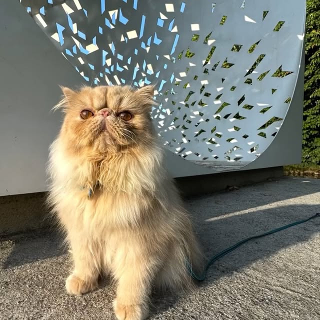 Post by luce.the.persian.cat