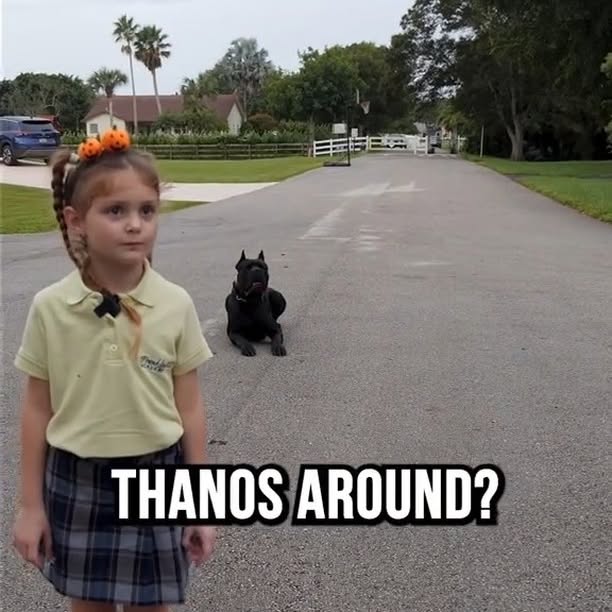 Post by braintrainingdogs_easy