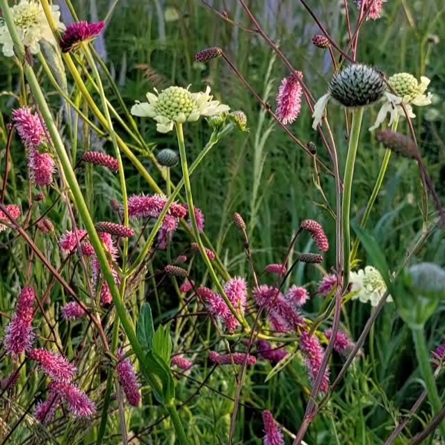 Post by jelle_grintjes