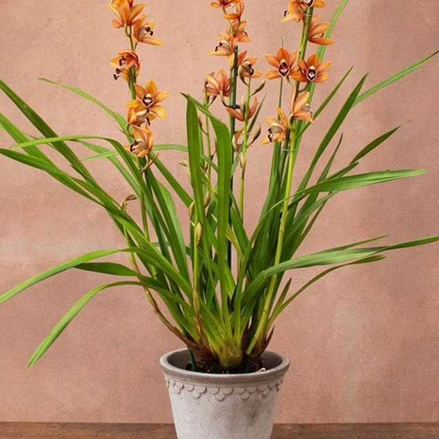 Post by crocus.co.uk