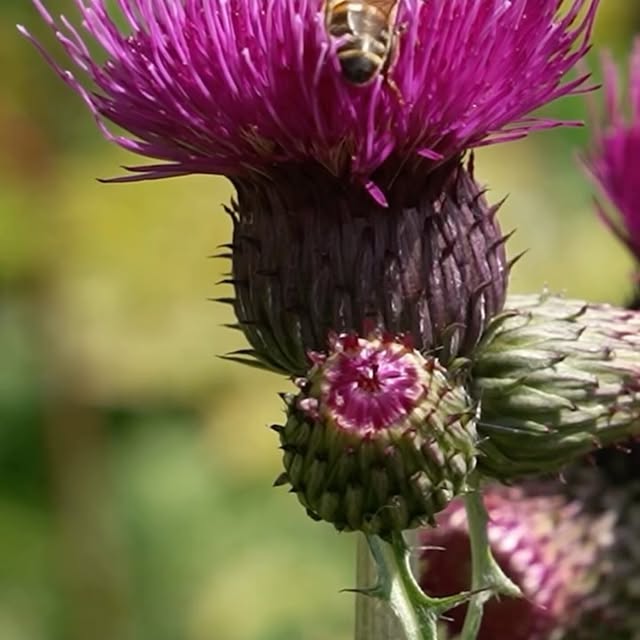 Post by harrisbuggstudio