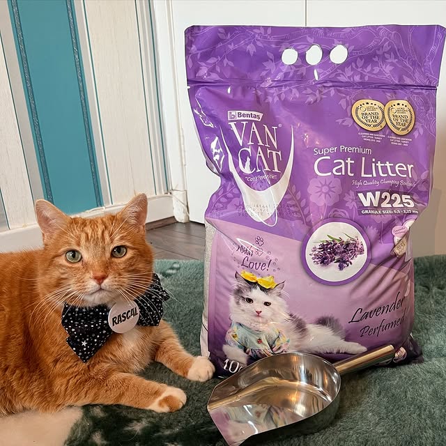 Post by a_ginger_cat_named_rascal