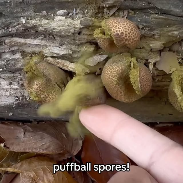 Post by blackforager