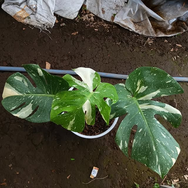 Post by bunga_allecia23