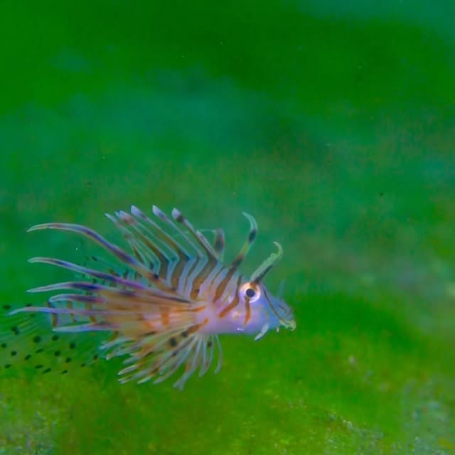 Post by chishimamurakami