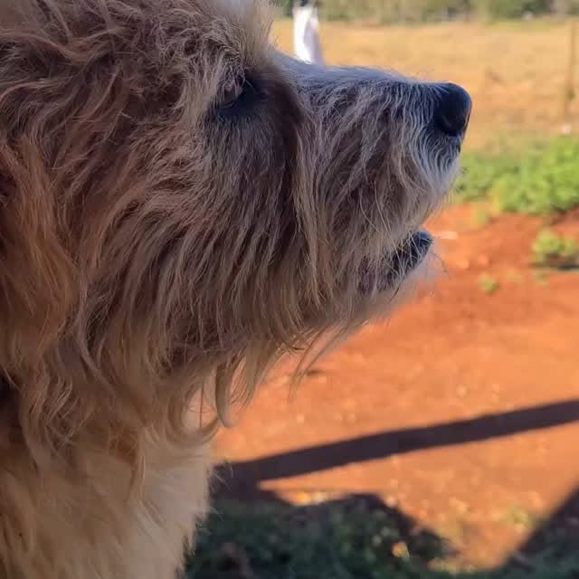 Post by zecadoagro