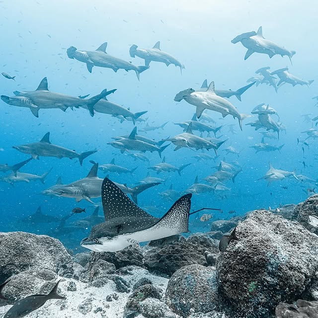 Post by pelayosalinas