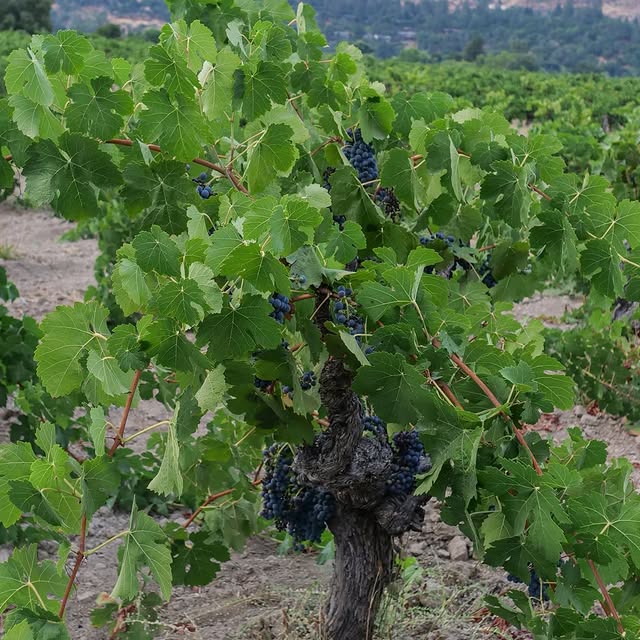 Post by littlewine.io