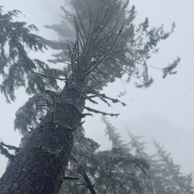 Post by thulinetimberco