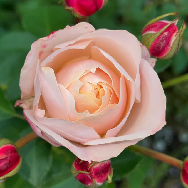 Post by fishtailcottage