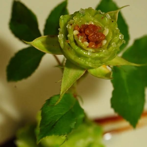 Post by lingting.china