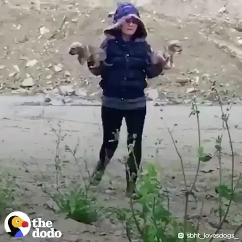 Post by rescuedogeso