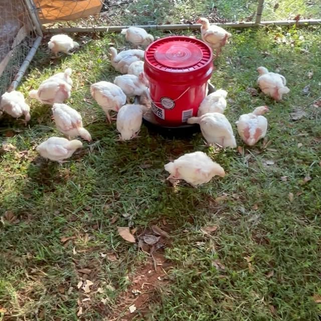 Post by sensibleprepper00