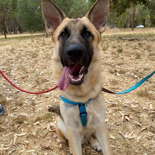 Post by adoptadog_au