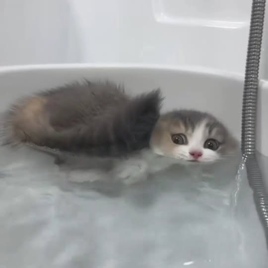 Post by cats_nomad18